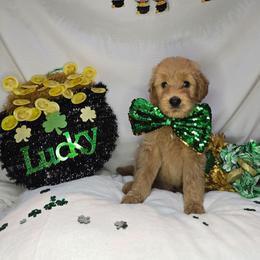 Cody - Apricot male Goldendoodle puppy in Georgetown, Tennessee from Georgetown Designer & Purebred Puppies