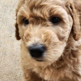 Goldendoodle Puppies from Hadie's Doodles