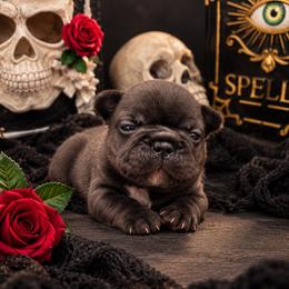 Poe - Brindle and white male French Bulldog puppy in Largo, Florida from Infinity Frenchies