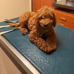 Goldendoodle Puppies from Lynes of Doodles