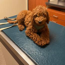 Goldendoodle Puppies from Lynes of Doodles