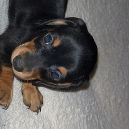 Girl 2 - Black and tan Dachshund puppy in Buckeye, Arizona from AZ Dachshund Proud