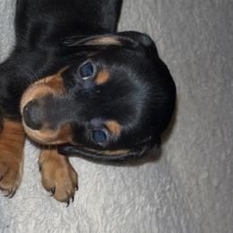 Girl 2 - Black and tan Dachshund puppy in Buckeye, Arizona from AZ Dachshund Proud