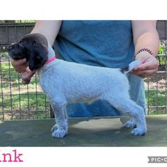 Pink - Liver and white female German Wirehaired Pointer puppy in Umatilla, Florida from Double D Picards and GWPs