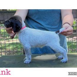 Pink - Liver and white female German Wirehaired Pointer puppy in Umatilla, Florida from Double D Picards and GWPs