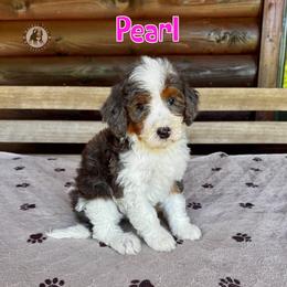 Pearl - Blue merle female Bernedoodle puppy in Banner Elk, North Carolina from Walnut Tree Bernedoodles