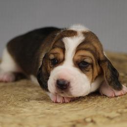 Lola - Black brown and white female Basset Hound puppy in Idaho from Welcome Home Bassets