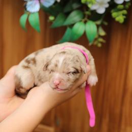 Lucille - Red merle female Australian Shepherd puppy in Turlock, California from HCA Aussies