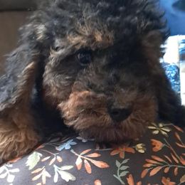 Maple - Phantom female Poodle puppy in Athens, Texas from It's  A Dog Thing