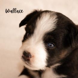 Wallace - Black tri male Miniature Australian Shepherd puppy in Blackfoot, Idaho from Bellewynd Acres
