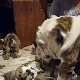 Bulldog Puppies from Magill's Bulldogs