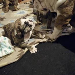 Bulldog Puppies from Magill's Bulldogs