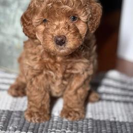 Cockapoo Puppies from Bright and Beautiful Cockapoos