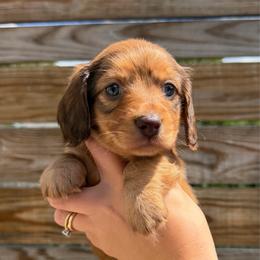 Lucy - Red female Dachshund puppy in Rockwell, North Carolina from Lucy’s Mini Doxies