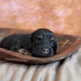 Willie Nelson - Black and tan male Dachshund puppy in Chandler, Arizona from Vonaducci Doxies, LLC.