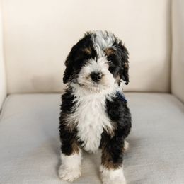 'Turkey' Dark Blue Collar Male - Tri-color male Bernedoodle puppy in Kamas, Utah from A + E Farms