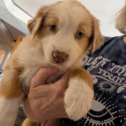 Girl 4 - Red merle female Australian Shepherd puppy in Cherry Grove, Oregon from TLC Dream and Pureland Australian Shepherds