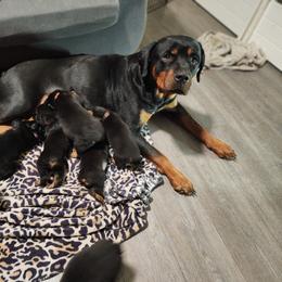 Cane Corso and Rottweiler Puppies from Hildegarde Kennels