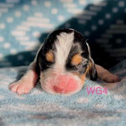 WG4 - Black brown and white female Basset Hound puppy in Britton, South Dakota from K&S Canines