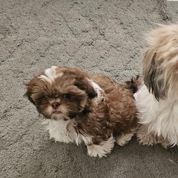 Shih Tzu Puppies from Luna's Shih Tzu Pups