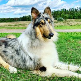 Collie All Grown Up from Skye Goode
