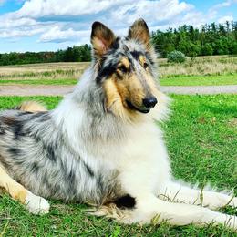 Collie All Grown Up from Skye Goode