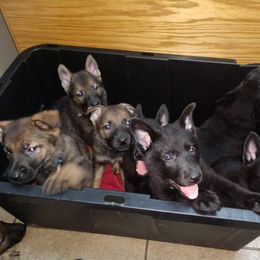 German Shepherd Puppies from Thornock Shepherds
