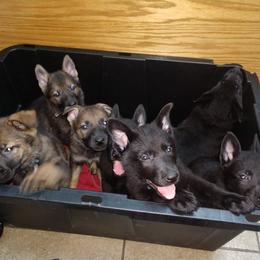 German Shepherd Puppies from Thornock Shepherds