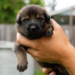 Boy 2 - German Shepherd puppy in Tamiami, Florida from Vom MontHaus