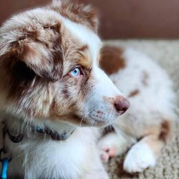 Australian Shepherds from Golden Triangle Aussies