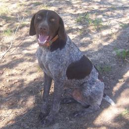 Cajun Truckin Fritz - German Shorthaired Pointer