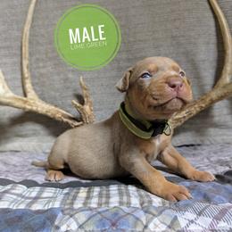Lime Green - Red merle male Catahoula Leopard Dog puppy in Huntsville, Arkansas from ArkieHoulas