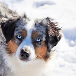 London - Miniature Australian Shepherd