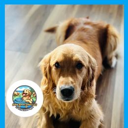 Kidagakash (Kida) - Golden female Golden Retriever puppy in Peyton, Colorado from Splish Splash Goldens LLC