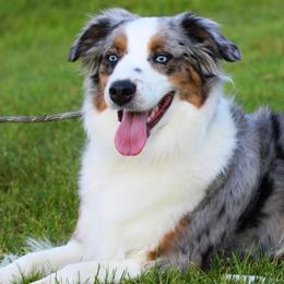 Miniature Australian Shepherds from High Mountain Aussies