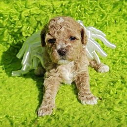 Sugarplum - Red female Cavapoo puppy in Dallas, Texas from Halo's Heroes Doodles