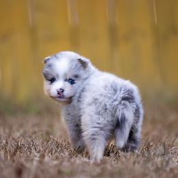 Jinu - Merle male Pomsky puppy in Sumter, South Carolina from Emerald Skies Pomskies