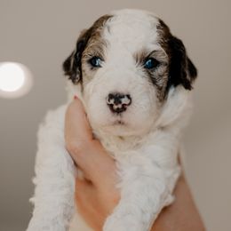 Benedict (Benny) - Merle male Sheepadoodle puppy in Patterson, California from Dooling Doodles