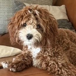 Rae - Goldendoodle