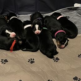 Bernese Mountain Dog Puppies from Berners of New Mexico
