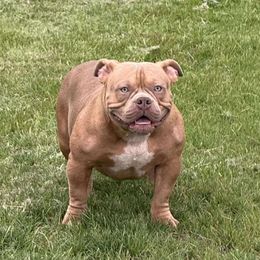 Bravo - Blue fawn male American Bully puppy in Puyallup, Washington from Gamer Bullyz