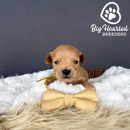 Wolf - Cream male Goldendoodle puppy in Utah County, Utah from Big Hearted Breeders