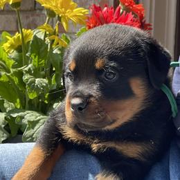 2nd pick male - Black and mahogany male Rottweiler puppy in Burlington, Kentucky from vom Blaurasen Rottweilers
