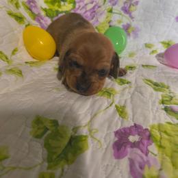 Poppy - Dapple female Dachshund puppy in Opelika, Alabama from Dachshund Darlins