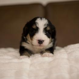 Alice (Orange) - Tri-color female Bernedoodle puppy in Queen Creek, Arizona from Dulcito Doodles