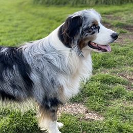 Logan - Australian Shepherd