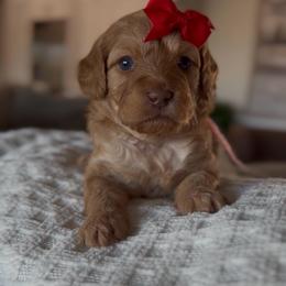 Cadence pink collar - Red  female Goldendoodle puppy in Queen Creek, Arizona from Sunny Doodles