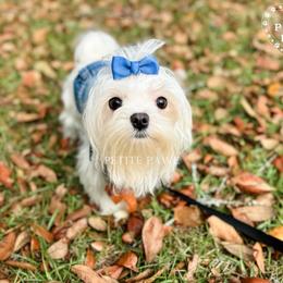 Mal-Shi and Maltese Puppies from Petite Pawz