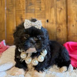 Daisy - Black and white female Shih Tzu puppy in Taylorsville, North Carolina from Feather & Tail Acres