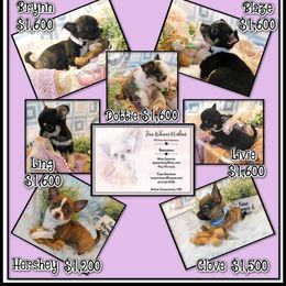 Chihuahua Puppies from Fine Whines & Lickers